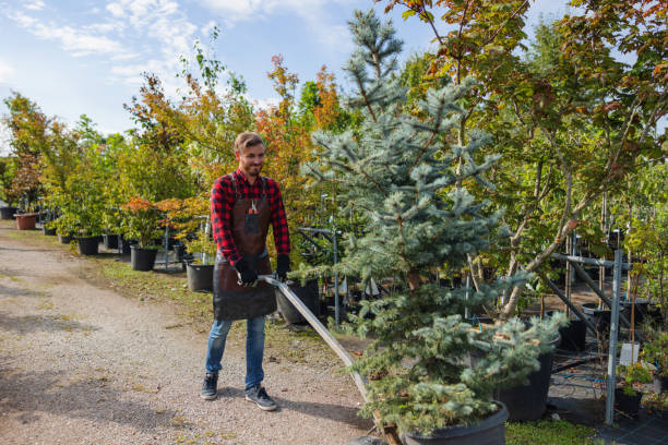 Hanover, MN Tree Removal Company